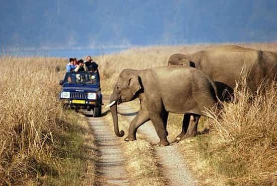 Rajasthan Wildlife Tour - 5 Days