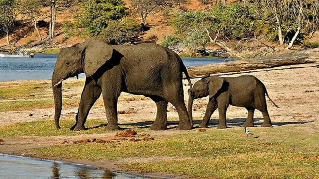 Royal Manas National Park Tour Up to 10% Off - Book Now!