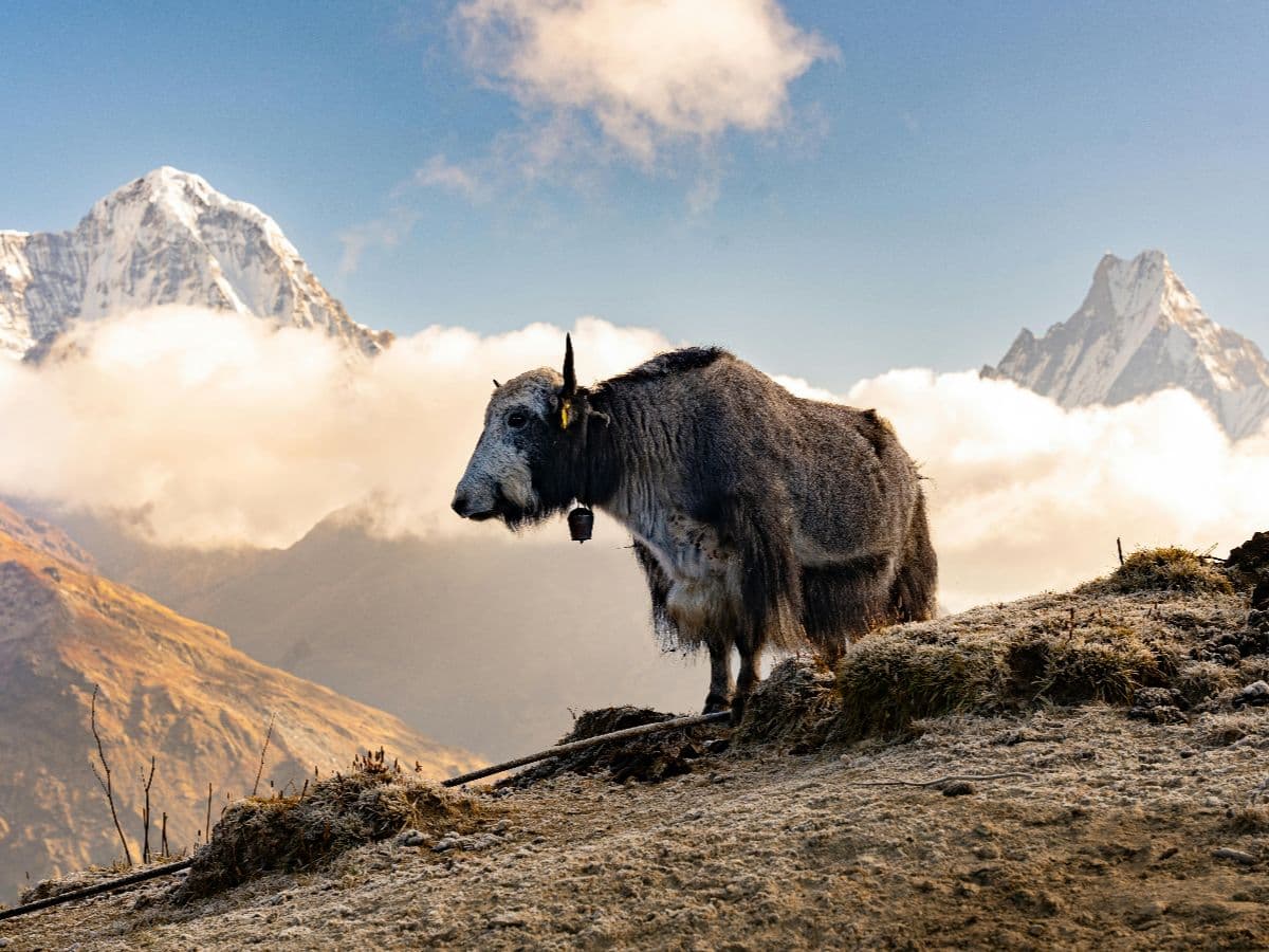 How to Trek Responsibly in Nepal