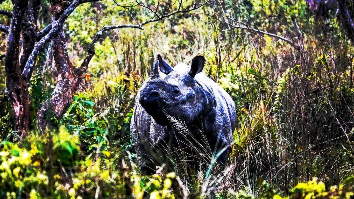 Activities to do in Chitwan National Park