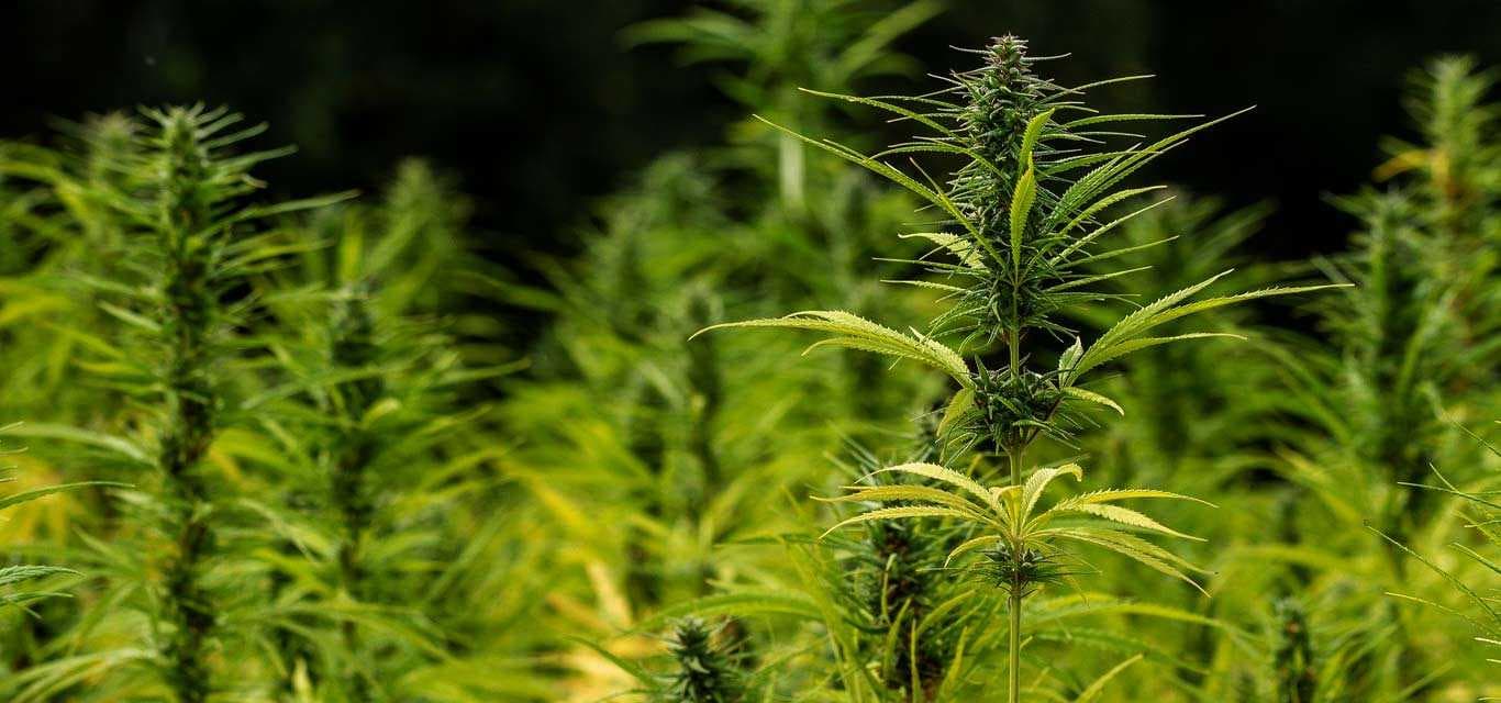 Marijuana in Nepalese Tourism