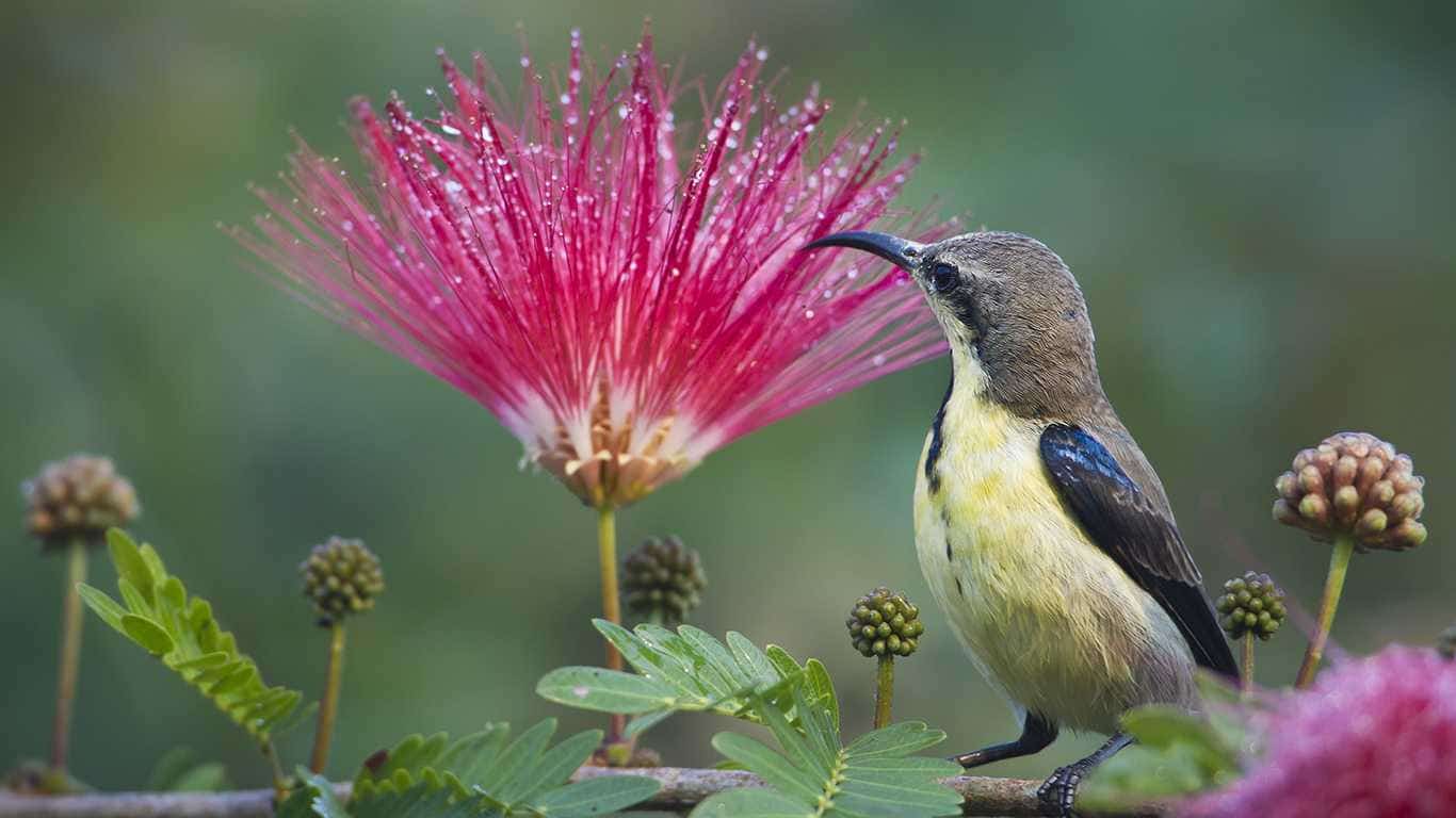 Bardiya Bird Watching Tour