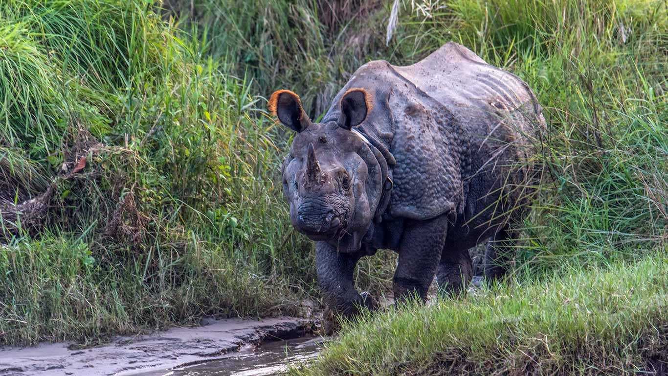 Best of Jungle Safari Tour in Nepal