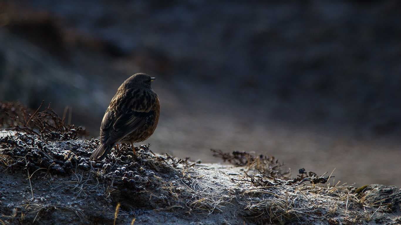 Chitwan Bird Watching Tour